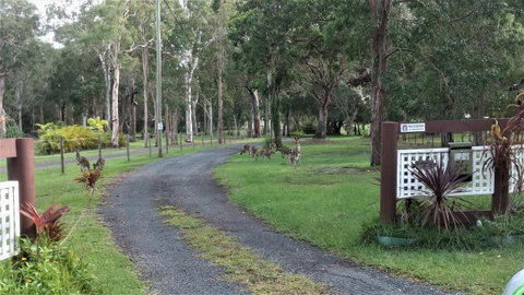 Lake Weyba Noosa Lodge & Kangaroos - Your Accommodation 42