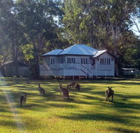 Lake Weyba Noosa Lodge  Kangaroos - Your Accommodation
