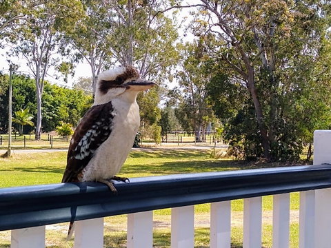 Lake Weyba Noosa Lodge & Kangaroos - Your Accommodation 18