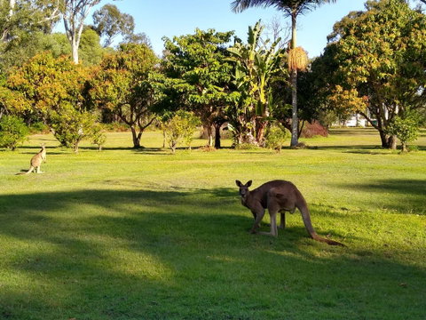 Lake Weyba Noosa Lodge & Kangaroos - Your Accommodation 8