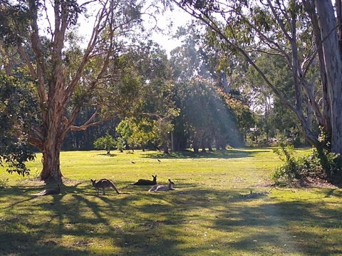 Lake Weyba Noosa Lodge & Kangaroos - Your Accommodation 4