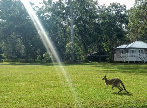 Lake Weyba Noosa Lodge & Kangaroos - Your Accommodation 26