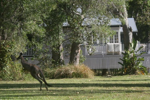 Lake Weyba Noosa Lodge & Kangaroos - Your Accommodation 31