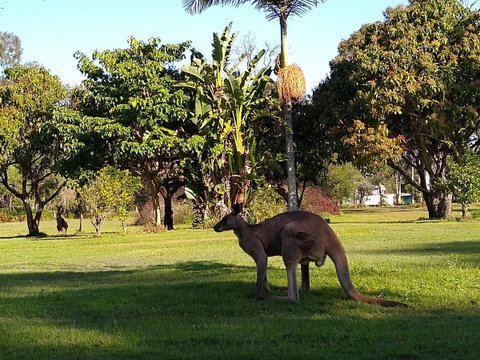 Lake Weyba Noosa Lodge & Kangaroos - Your Accommodation 35