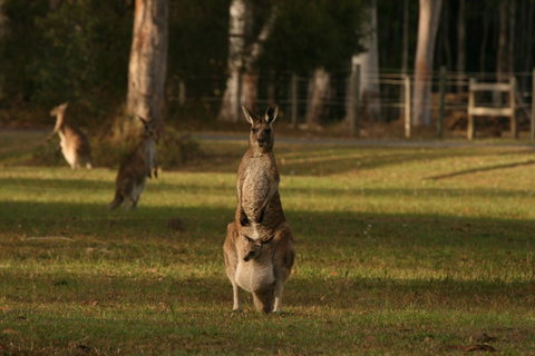 Lake Weyba Noosa Lodge & Kangaroos - Your Accommodation 16