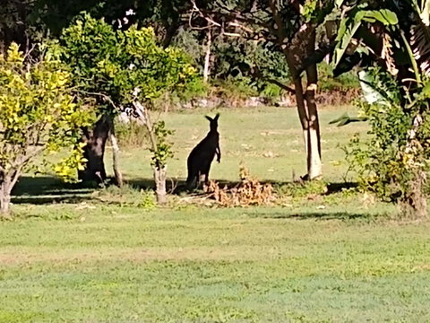 Lake Weyba Noosa Lodge & Kangaroos - Your Accommodation 29