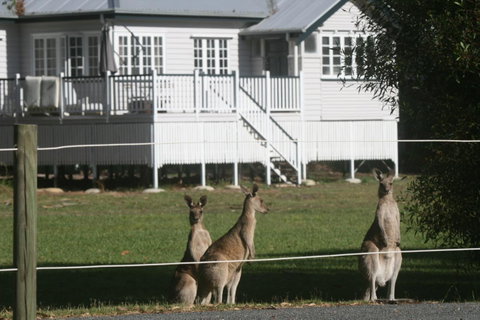 Lake Weyba Noosa Lodge & Kangaroos - Your Accommodation 28