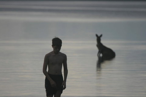 Lake Weyba Noosa Lodge & Kangaroos - Your Accommodation 37