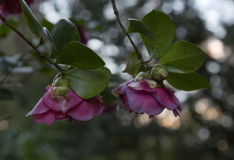 Bower 63 - Your Accommodation 21