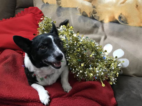 Nanango Star Motel - Your Accommodation 14