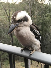 Book Tallebudgera Accommodation Vacations Your Accommodation Your Accommodation