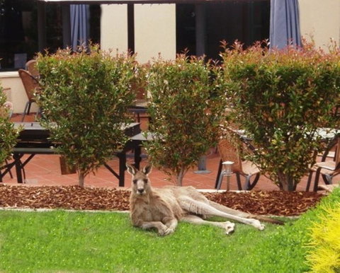 Alpha Hotel Canberra - Your Accommodation 1