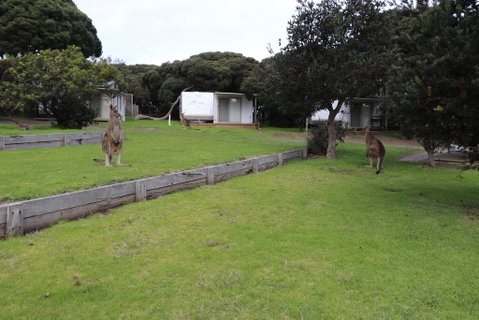 Anglesea Family Caravan Park - Your Accommodation 3