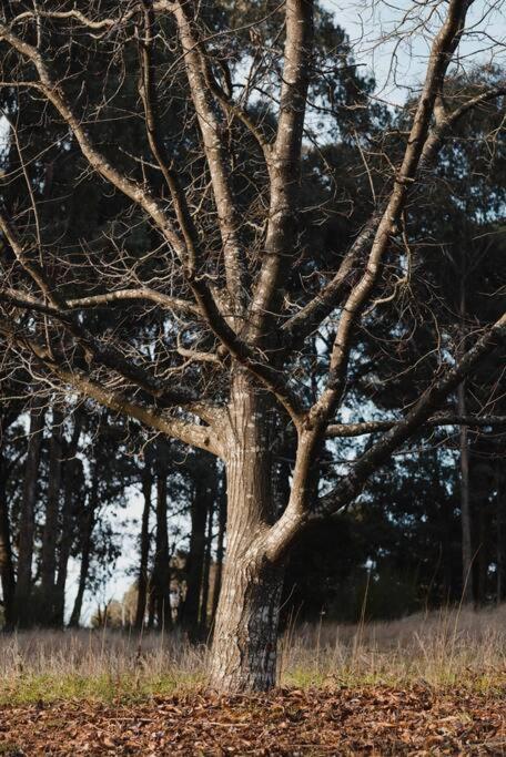 Peony Farm Green Cottage - Your Accommodation 1