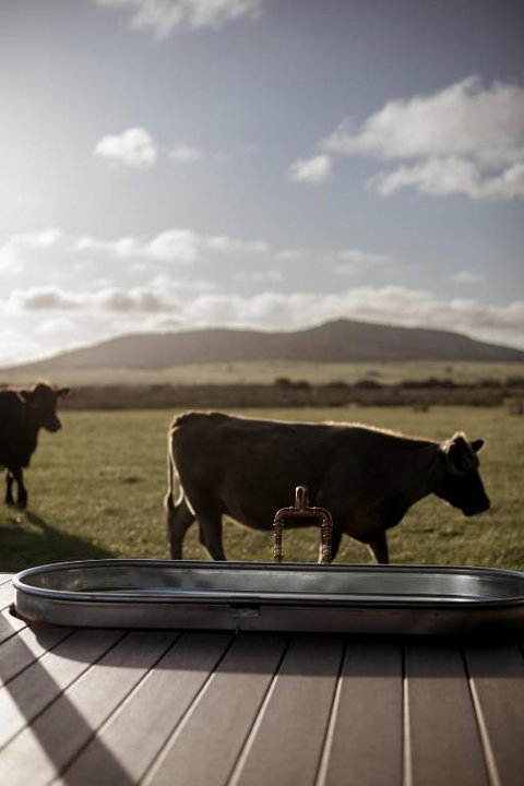 Peter The Tiny Cabin In Esperance - Your Accommodation 1