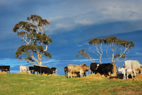 Back Valley Farm Stay Bed And Breakfast - Your Accommodation 2