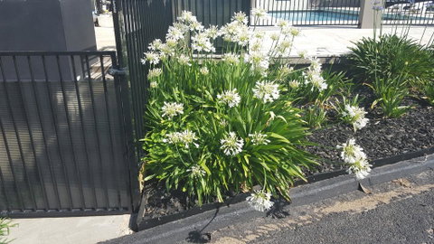 Bathurst Gold Panner - Your Accommodation 1