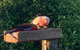 Rose Cottage - thumb 1