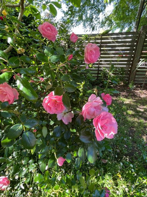 Rosehaven On Rosebud - Your Accommodation 1