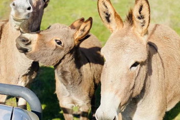 Sandalwood Downs Fabulous Farm Stay TOODYAY with Your Accommodation