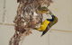 Sunbird Motel - thumb 0