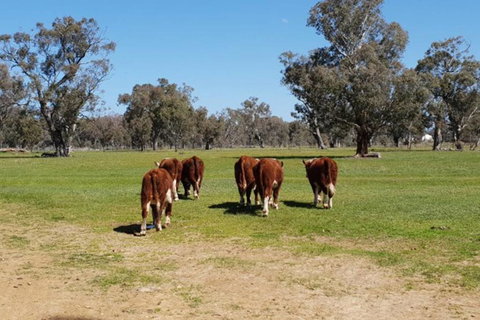 Big Tiny Jindera Park - Your Accommodation 1