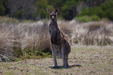 Great Ocean Road Tour With Lunch - Your Accommodation 1