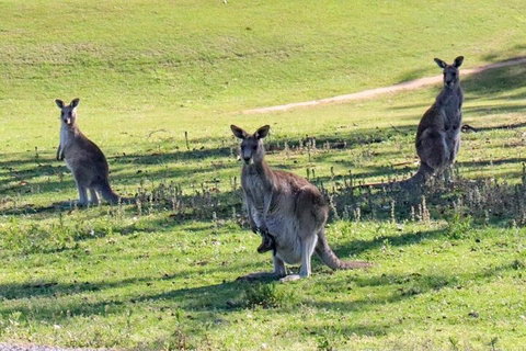 Great Ocean Road Tour With Lunch - Your Accommodation 2