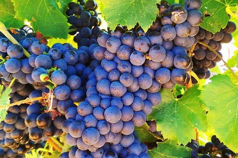 The Fully Local (Private) Tour - Your Accommodation 0