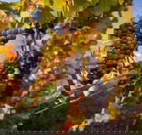 Full Day Tamar Valley Wine Tour - Your Accommodation