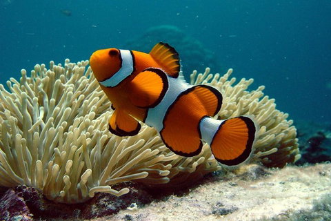 Cairns Reef And Rainforest Combo: Daintree Rainforest And The Great Barrier Reef - Your Accommodation 2