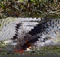 Full Day Tour in the Daintree