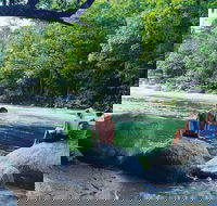 Afternoon Half-Day Daintree Rainforest and River Tour