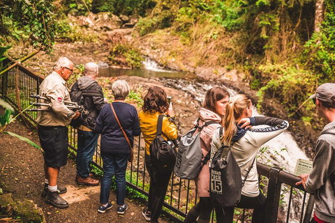Full-day Springbrook National Park Tour From The Gold Coast - Your Accommodation 0