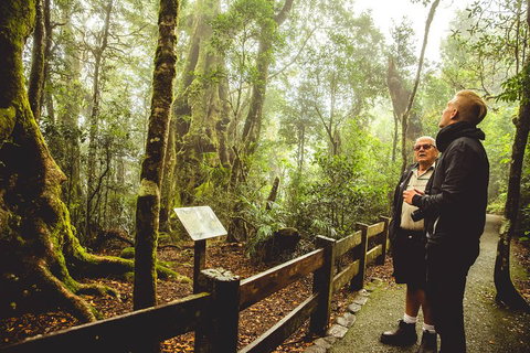 Full-day Springbrook National Park Tour From The Gold Coast - Your Accommodation 1