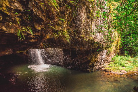 Full-day Springbrook National Park Tour From The Gold Coast - Your Accommodation 4