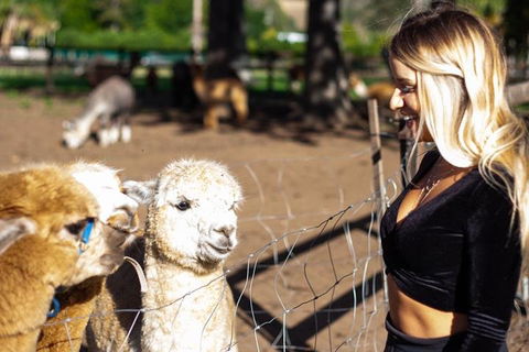 O'Reilly's & Lamington National Park Incl. Alpaca Farm + Vineyard - Your Accommodation 3