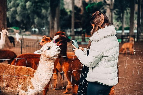 O'Reilly's & Lamington National Park Incl. Alpaca Farm + Vineyard - Your Accommodation 5