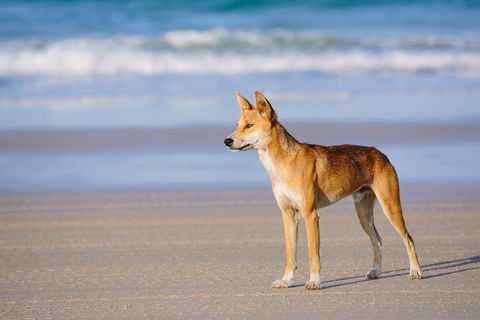 Fraser Island 4WD Tour From Rainbow Beach - Your Accommodation 2