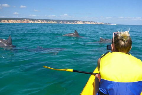 Kayak With Dolphins And 4WD Great Beach Drive Day Trip From Noosa - Your Accommodation 1