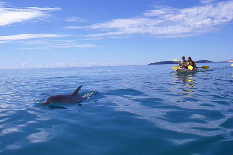 Kayak With Dolphins And 4WD Great Beach Drive Day Trip From Noosa - Your Accommodation 2
