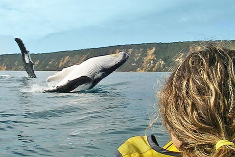 Kayak With Dolphins And 4WD Great Beach Drive Day Trip From Noosa - Your Accommodation 3