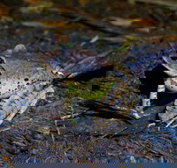 Glow Worms Private Tour - Nocturnal Rainforest Walk - Your Accommodation