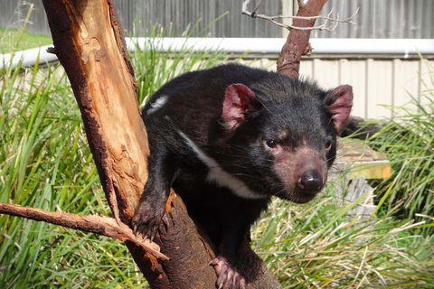 Tasmania 4 Day East Coast + Launceston - Your Accommodation 2