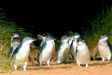 Phillip Island Penguins Private Tour - Your Accommodation 0