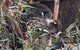 Phillip Island Penguins Private Tour - thumb 2