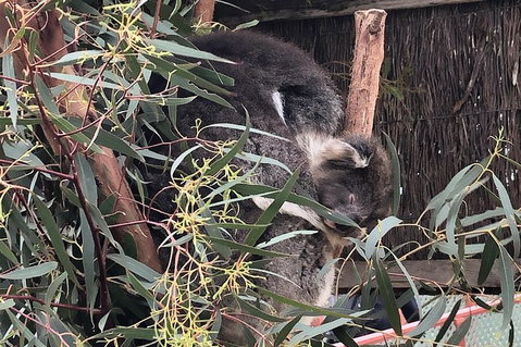 Phillip Island Penguins Private Tour - Your Accommodation 2
