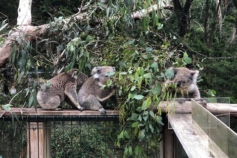 Phillip Island Penguins Private Tour - Your Accommodation 3