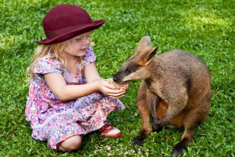 Kuranda Day Tour + HotAir Balloon Combo - Your Accommodation 0