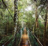 O'Reilly's  Lamington National Park from Gold Coast - Your Accommodation